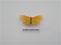 藏品(緣點苔蛾)的圖片